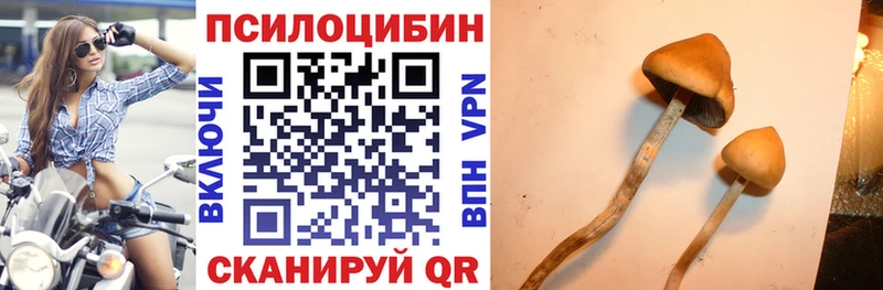 где купить наркотик  Мичуринск  Псилоцибиновые грибы GOLDEN TEACHER 